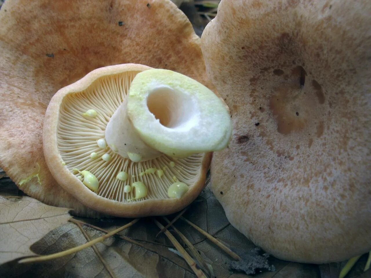 Срез грибов. Млечник волнушка гриб. Груздь жёлтый Lactarius scrobiculatus. Волнушка белая ложная. Груздь золотисто-желтый (Lactarius chrysorrheus).