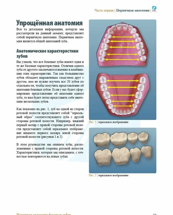 Популярная анатомия боковых зубов книга. Анатомия зубов учебные пособия для зубных техников. Анатомия зубов для зубных техников учебник. Анатомия боковых зубов.