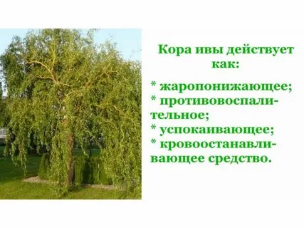 Ива белая противопоказания