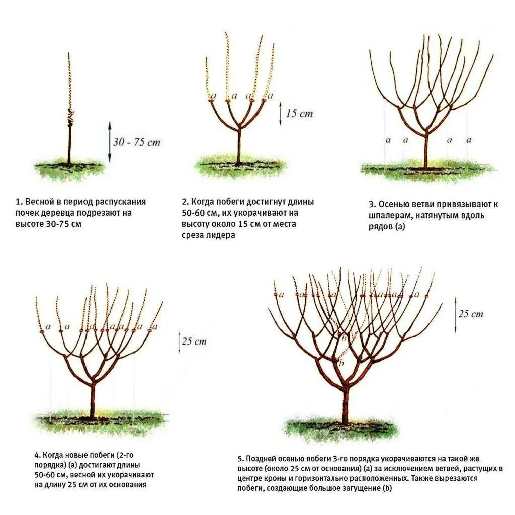 Обрезка черешни когда и как правильно. Подрезка черешни весной схема. Разреженно ярусная формировка черешни. Австралийский куст формировка черешни. Обрезка саженцев черешни весной.