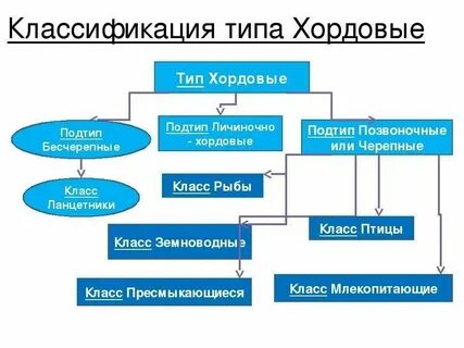 Группа позвоночных животных тип почек