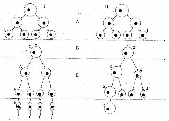 Гаметогенез схема без подписей. Овогенез схема ЕГЭ. Гаметогенез схема ЕГЭ. Схема сперматогенеза и овогенеза без подписей. Стадии гаметогенеза сперматогенеза