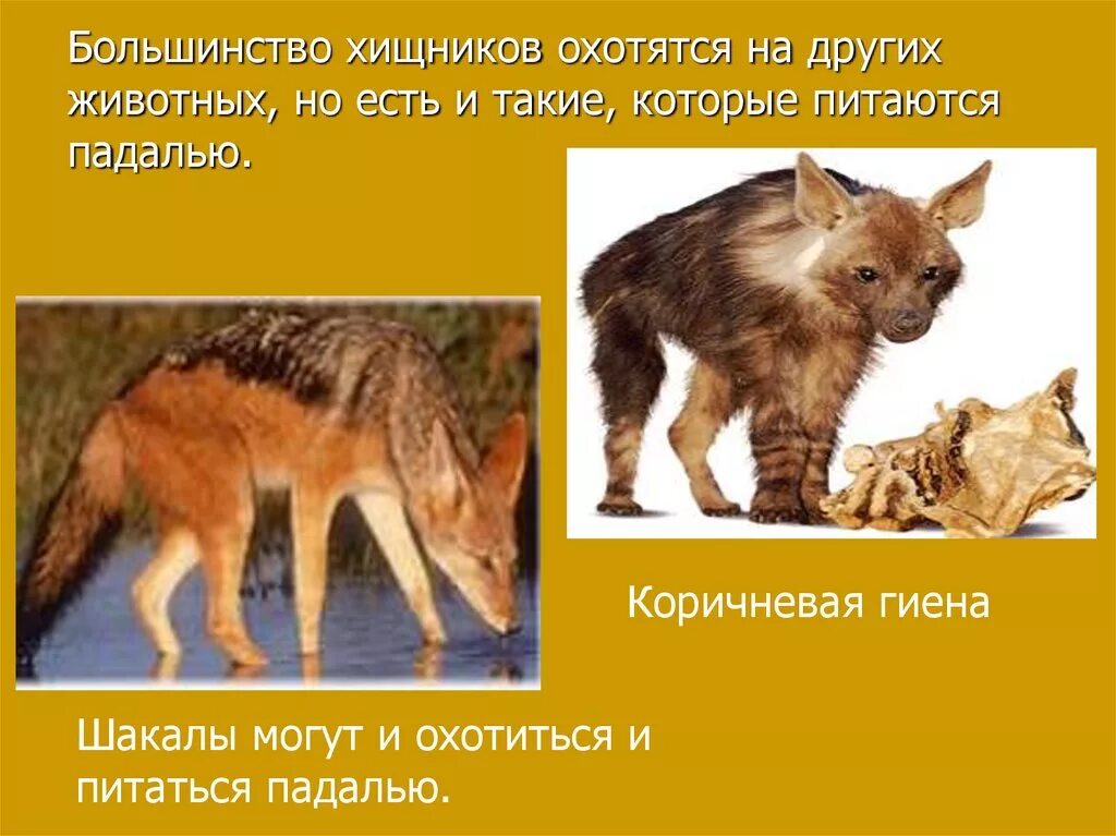 Как обмениваются информацией животные