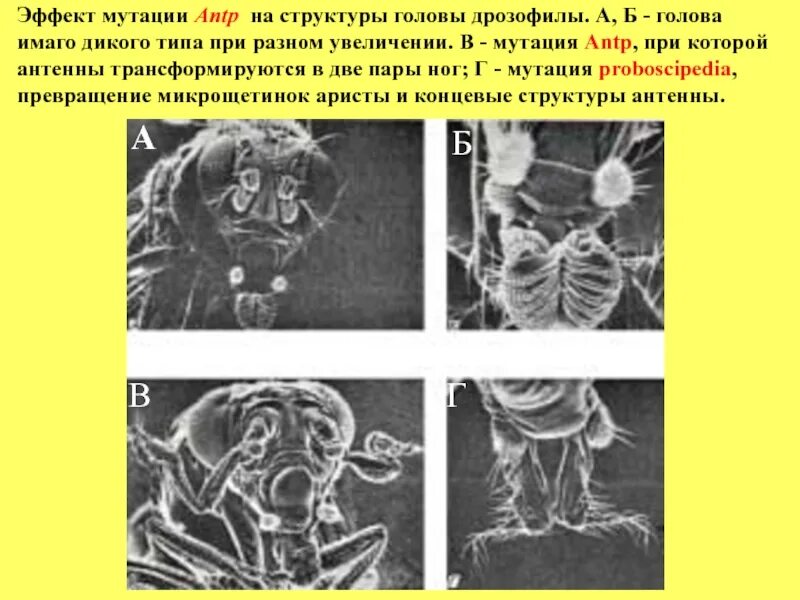 Генные мутации дрозофилы. Эффект мутации ANTP на структуры головы дрозофилы. Антенны дрозофилы. Дрозофила мутация изменение антенн в ножные структуры. Мутации дикого типа