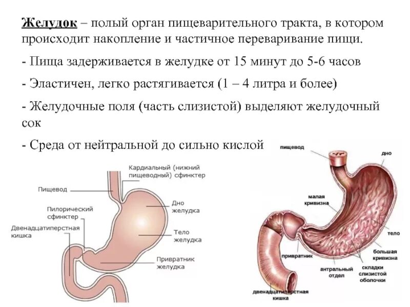 Какой орган переваривает пищу. Строение органов желудка. пищеварительная система желудок анатомия. органы и пищеварительные железы пищеварительного тракта рисунок. строение полого органа пищеварительной системы.