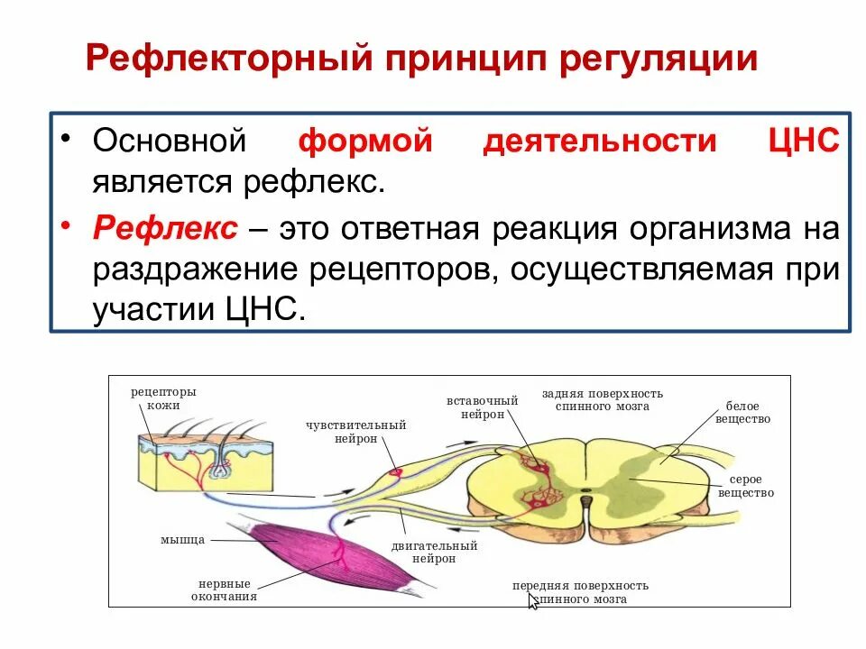 Регуляция функций отделам нервной системы. Рефлекторный принцип функционирования цнс. рефлекторный принцип регуляции функций. рефлекторный принцип регуляции функций физиология. рефлекторный принцип регуляции цнс.