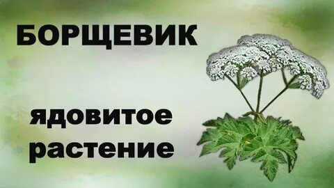 Это не то растение