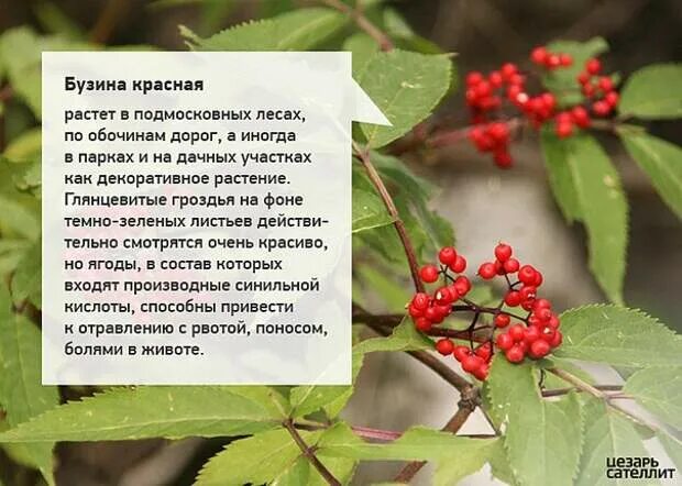 Бузина красная фото и описание кустарника. Бузина красная съедобная. Бузина красная нандина. Бузина красная фото и описание кустарника. Бузина красная или кистистая.