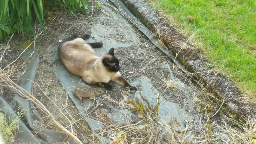 Как поймать кошку которая не дается. Как поймать кошку которая не дается