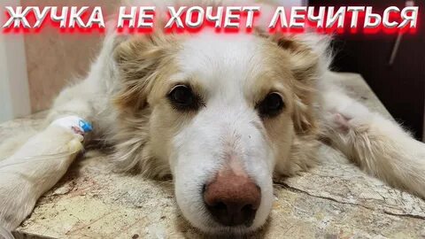 Жучка видео