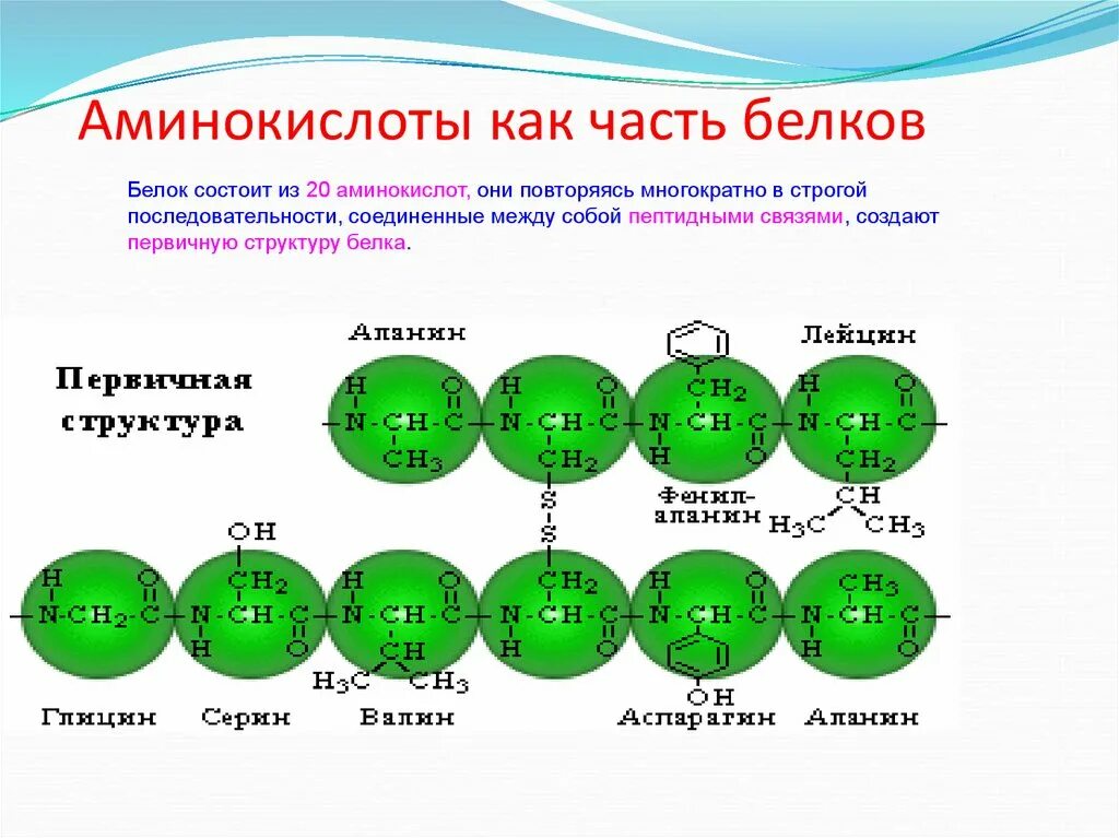 Аминокислоты. Строение аминокислот биология. аминокислоты химия. строение аминокислот.