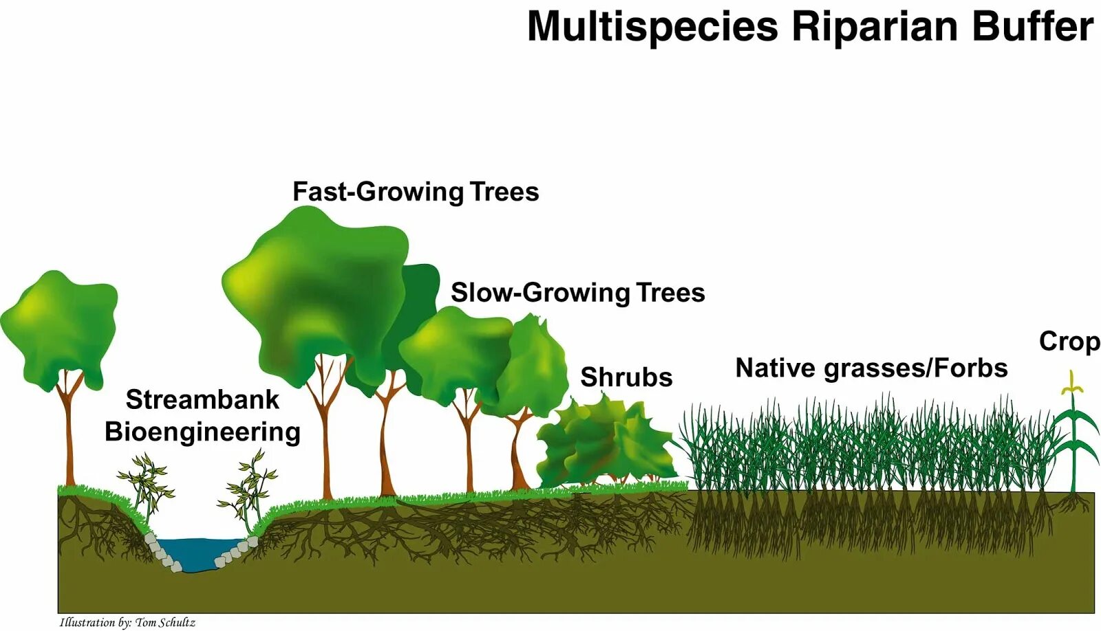 Sapling meaning. Стихи про деревья. Trees grew перевод. Trees grew перевод. Что такое по английскому pine.