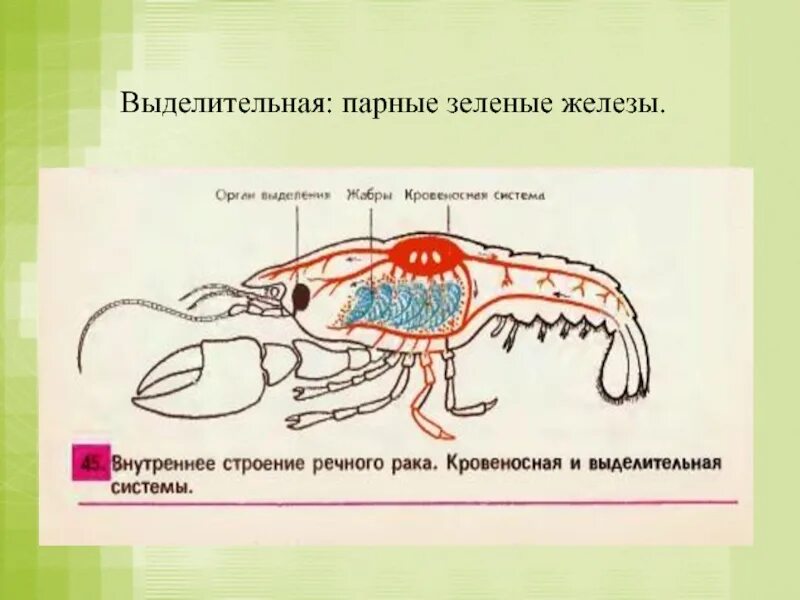 Речной рак выделение. Выделительная система ракообразных схема. Строение выделительной системы ракообразных. Органы выделения ракообразных 7 класс. Выделительная система ракообразных рисунок.