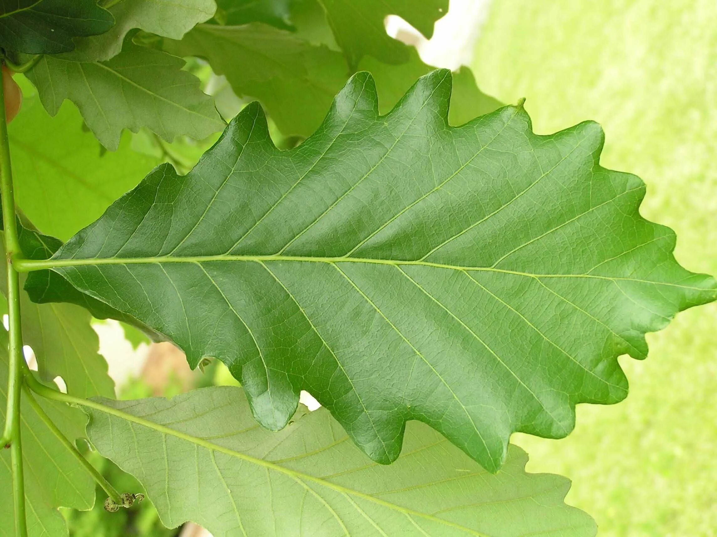 Дуб Quercus rubra. Канадский остролистный дуб. Дуб красный / Quercus rubra лист. Дуб клиновидный дуболистный клен. Красно черешчатый дуб