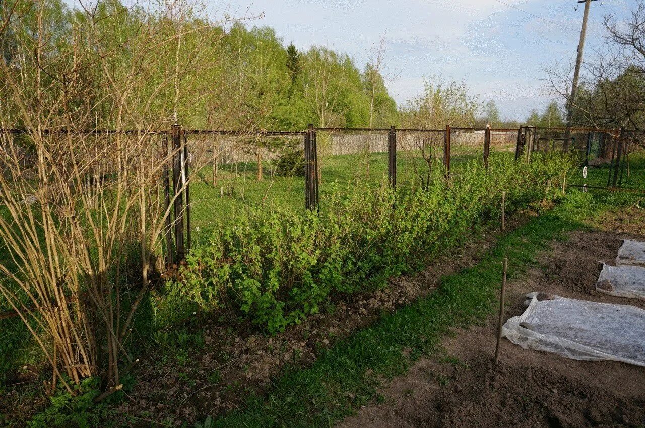 Ежемалина изгородь. Смородина на участке. Малина на участке. Малинник на участке. Питомник сотка