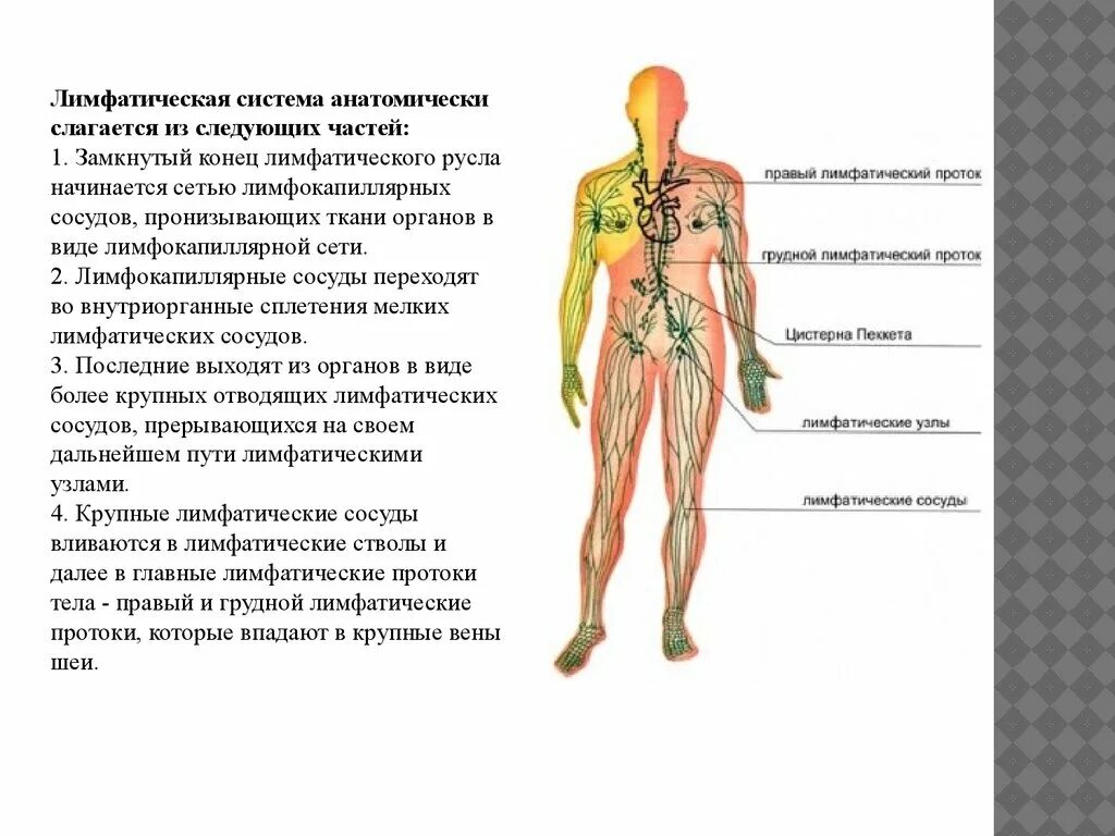 К лимфатическим узлам относится. Лимфатическая система - сосуды, стволы , протоки. Проток лимфатической системы. Строение лимфатической системы анатомия. Лимфатическая система сосуды органы.