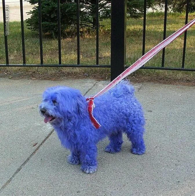 краска для собак розовая. краска для собак розовая. покраска шерсти собак. необычные собаки. собаки с крашеной шерстью.