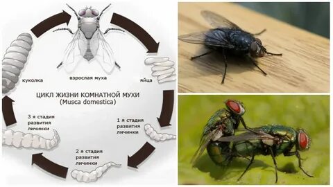 Комнатная муха полное превращение дождевой червь