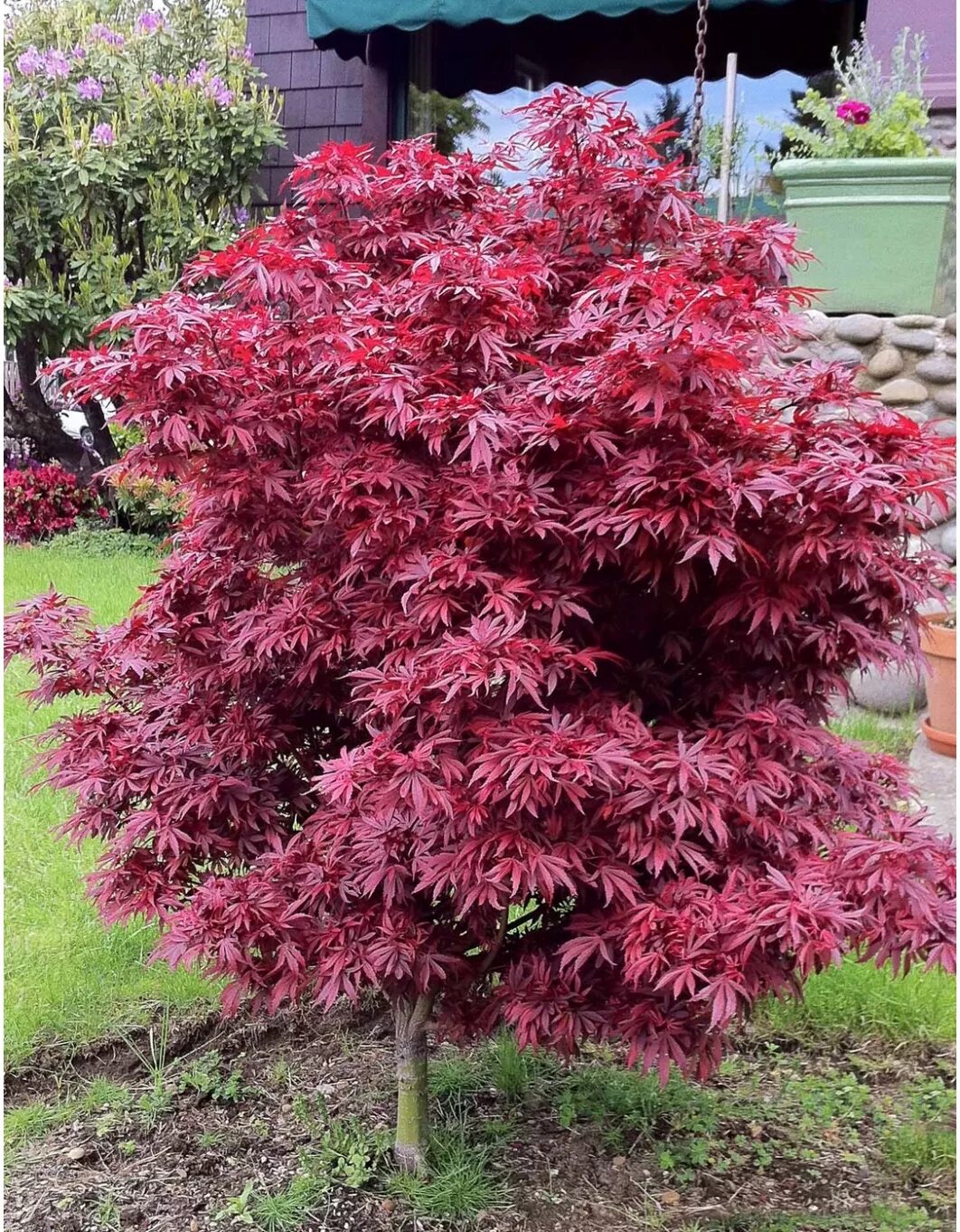 Японский сорт. Японский клен acer palmatum. клен дланевидный acer palmatum. клен пальмолистный. клен веерный краснолистный.