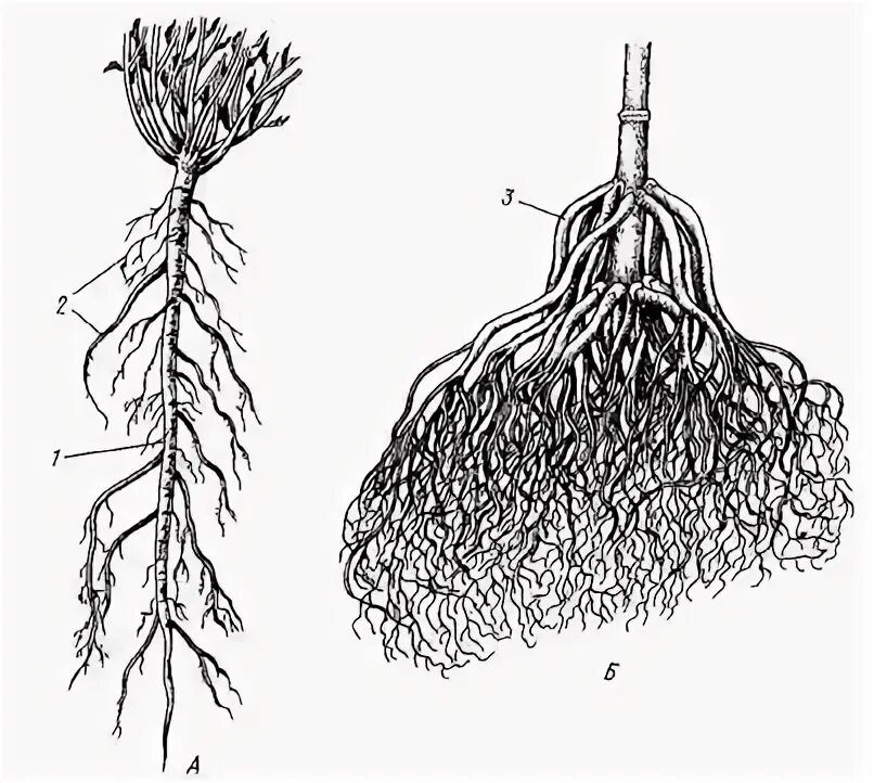 Корневая система цветковых растений. Корневая система гиацинта мочковатая. Мочковатая корневая система. Петрушка корневая система мочковатая или стержневая. Боковые корни.
