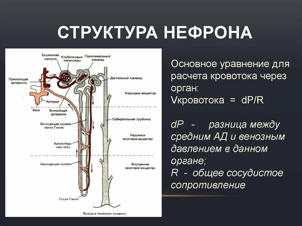 В чем особенность строения капсулы нефрона. Боуменова капсула нефрона. Капсула нефрона функция. Строение нефрона почки. Строение почки капсула нефрона.