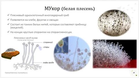 Аяғымды сүй, құлын, бейне