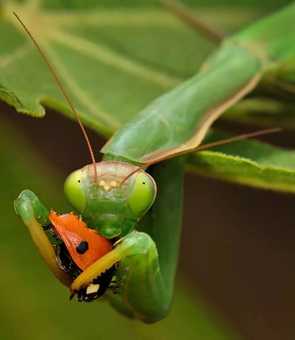 Ischnomantis Gigas богомол. Гетерохета Восточная богомол. Земляной богомол (Geomantis Larvoides).