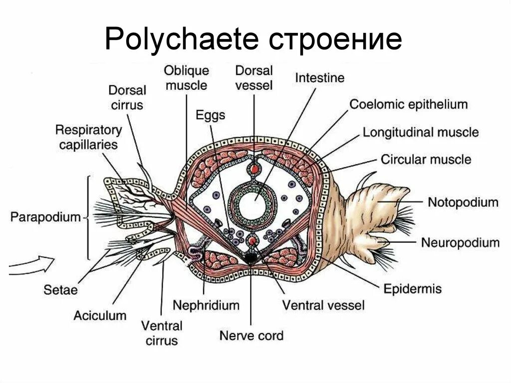 Мышцы беспозвоночных. Polychaeta строение. Поперечный срез Polychaeta. Polychaeta SP. Строение. Анатомия беспозвоночных.