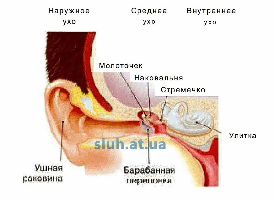 Ушная раковина строение внутри. Внутреннее строение ушной раковины. Наружное среднее и внутреннее ухо. Строение уха человека.