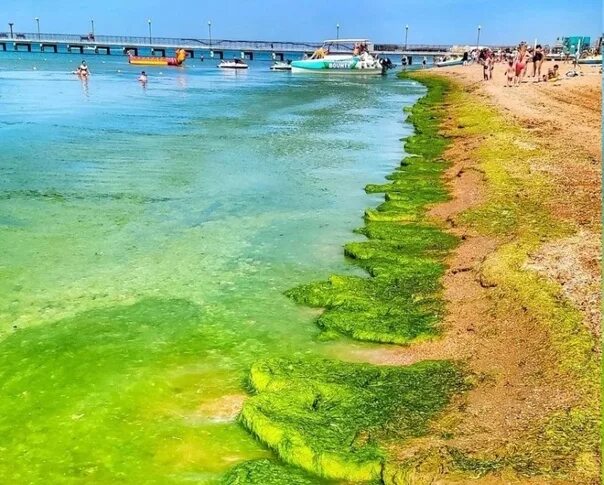 Когда потеплеет море в анапе июнь 2025. Анапа море. цветущее море в геленджике. анапа 2025 море. почему в анапе цветет море.