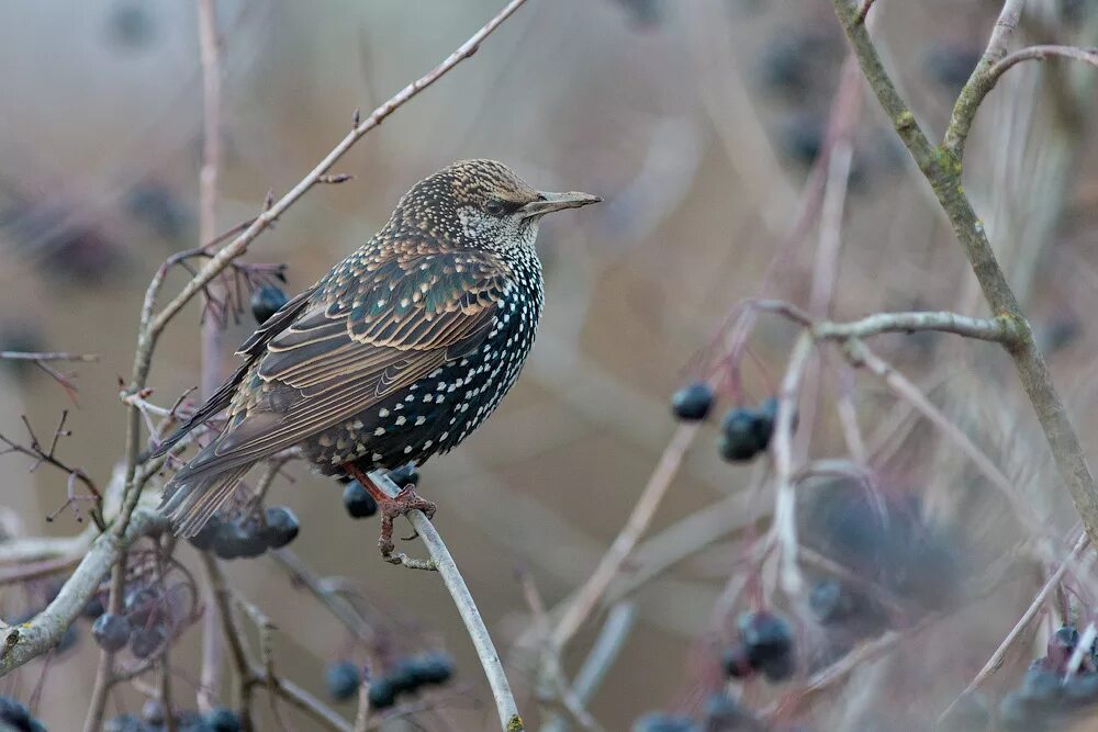 дрозды в ленинградской области. поползень птица сойка. сойка в мурманской области. Prunella modularis. зяблик рябинник.