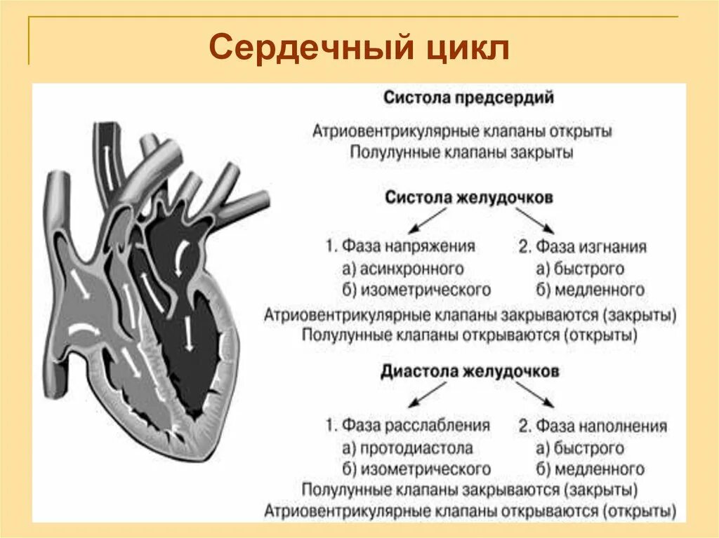 Сокращение предсердий в сердечном цикле. Цикл сердечной деятельности схема. Сердечный цикл физиология клапаны. Систола желудочков фаза напряжения створчатые клапаны. Фазы сердечного цикла схема физиология.