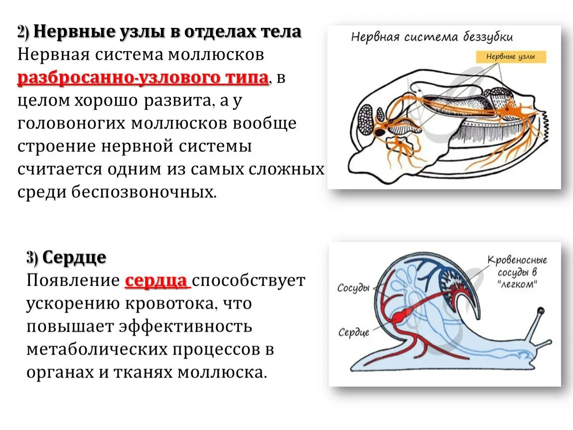 Имеет разбросанно узловую нервную систему. Строение нервной системы моллюсков. Нервная система моллюсков 7 класс таблица. Узловая нервная система у моллюсков. Выделительная система головоногих моллюсков.