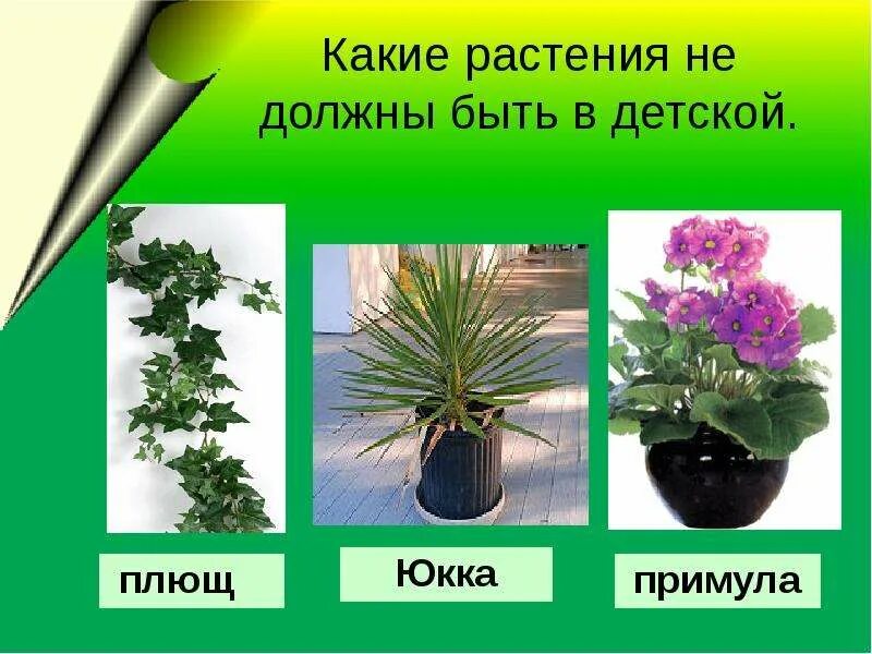 Какие цветы лучше в класс. Растения в классе школы названия. комнатные растения которые есть в классе. комнатные растения для детей с названиями. комнатные растения в классах школы с названиями.