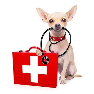 Pet Wellness Plans are available at Forever Vets Animal Hospital. 