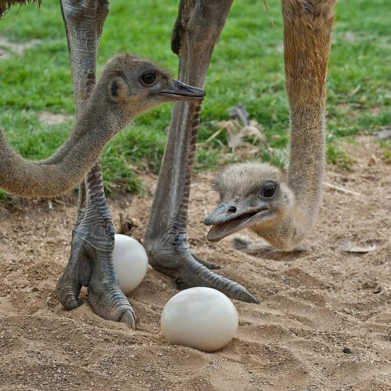 Птенец страуса. Яйца нанду. Птенцы нанду. Страусы. Африканский страус.