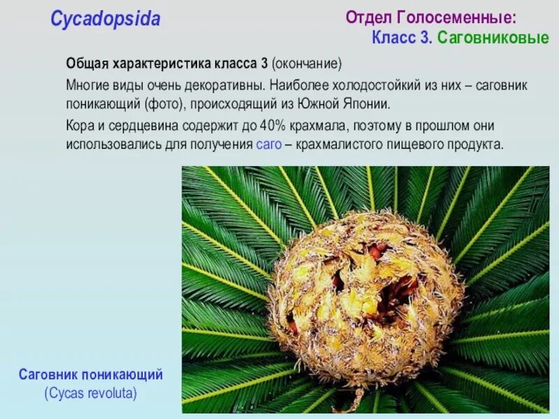 Характеристики голосеменных 7 класс. Отдел Голосеменные растения Саговниковые. Саговниковые плоды. Саговник поникающий представители. Класс Саговниковые Голосеменные растения.