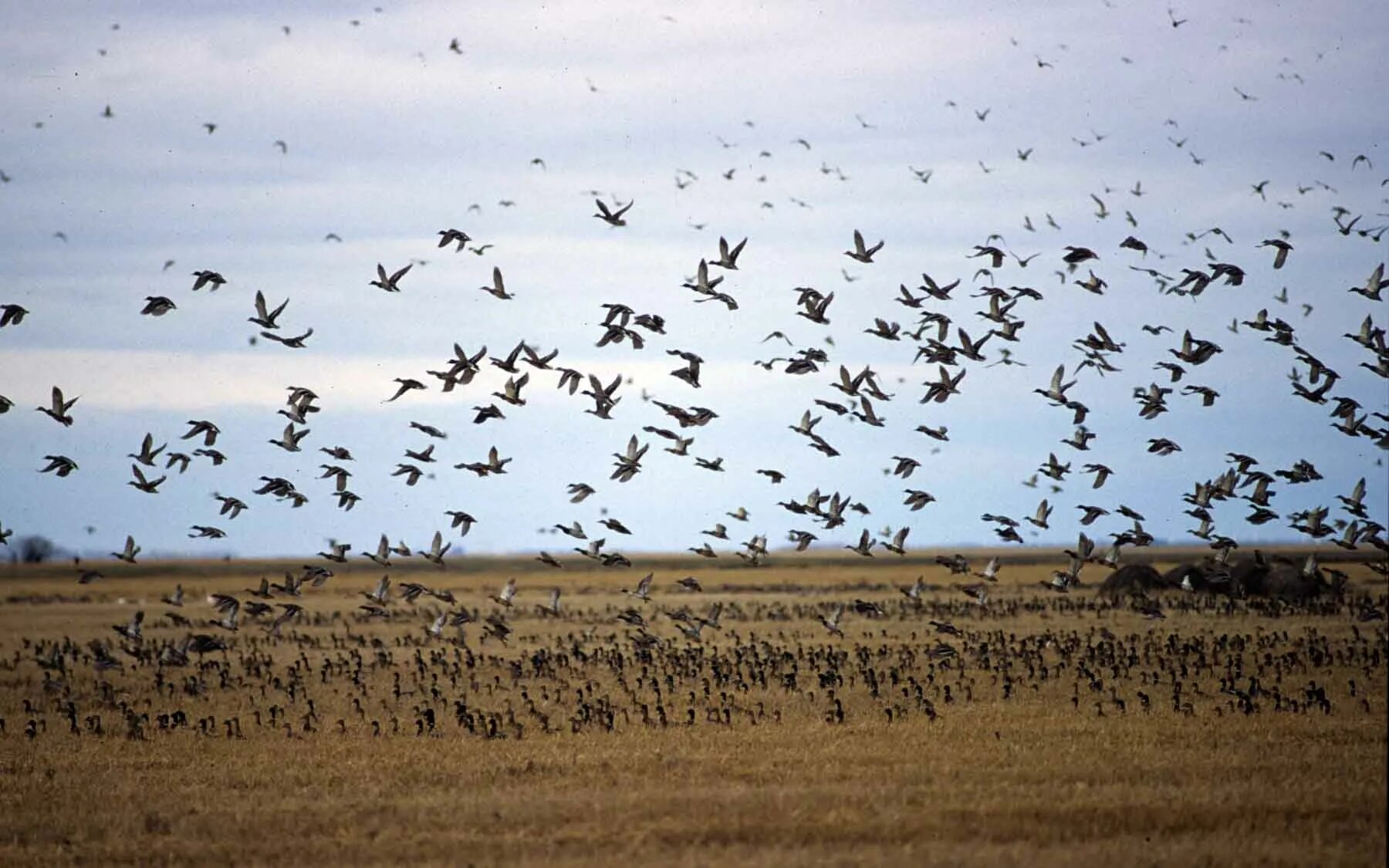 Миграция птиц. Миграция журавлей. Птицы мигрирующие из Африки. Миграция птиц на Байкале.