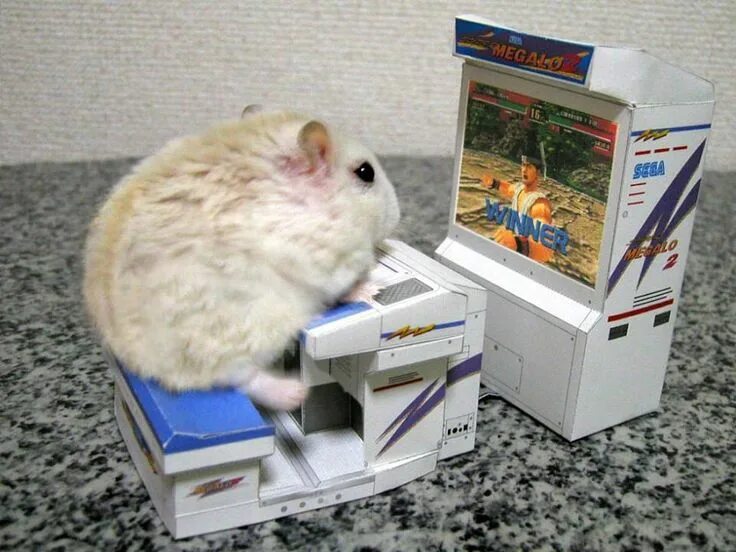 Hamster oracle