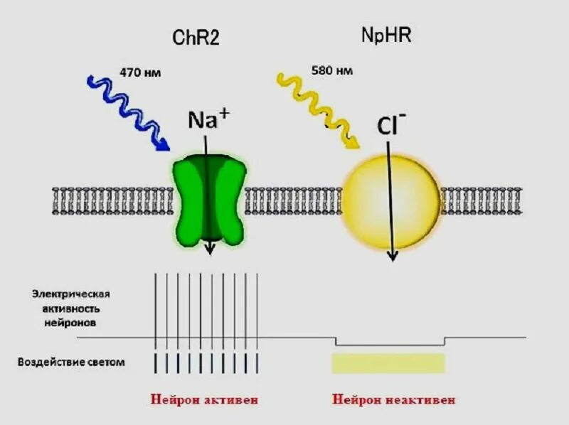 Гиперполяризация мембраны нервной клетки. Деполяризация мембраны нейрона. Что такое деполяризация мембраны нервной клетки. Гиперполиризация клиочных МЕЬРАН.