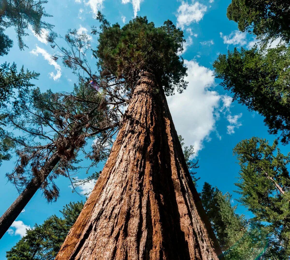 Секвойя Гиперион. Секвойя вечнозелёная (Sequoia sempervirens). Секвойя дерево Гиперион. Гигантская Калифорнийская Секвойя. Самые крупные деревья в россии
