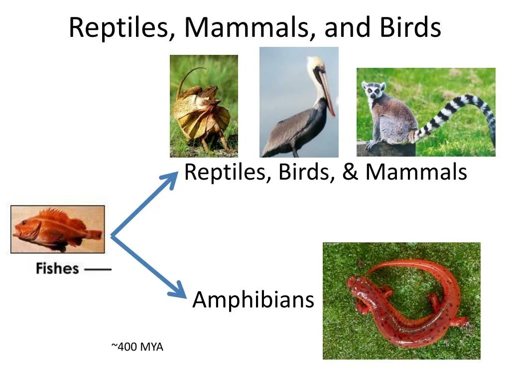 Reptiles mammals