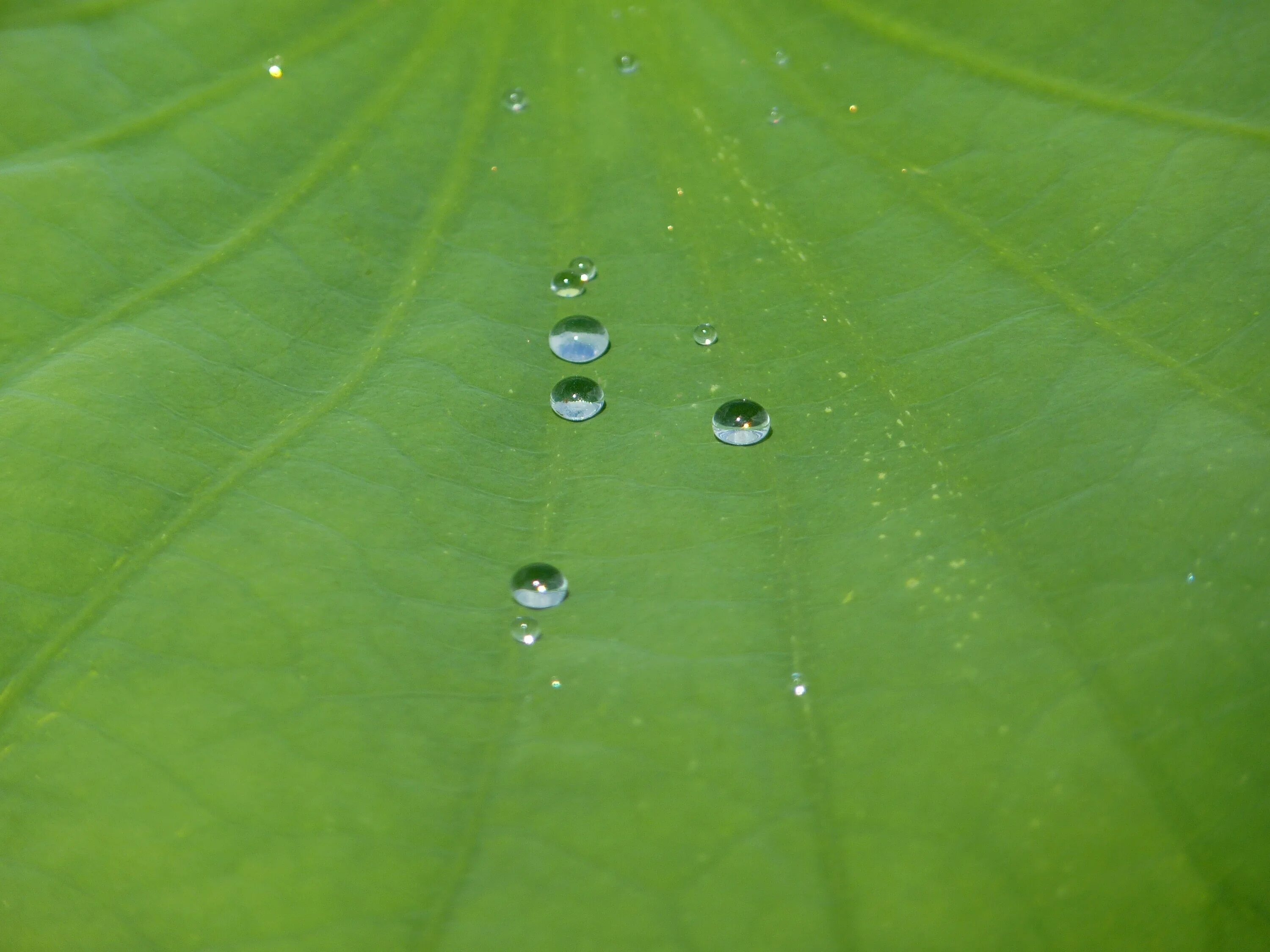 Капля падает с листа. Капля воды. Цветы и капли воды. Капли на листьях лотоса. Капельки росы на траве.