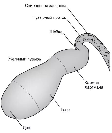 Карман Гартмана в желчном пузыре это. Желчный пузырь анатомия карман Гартмана. Гартманов карман желчный пузырь. Карман Хартмана желчный пузырь. Натощак желчный пузырь