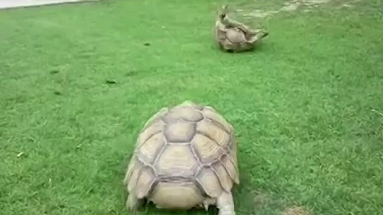 Кокоджамба черепаха. Черепаха бежит. Черепаха убегает. Черепаха Мем. Черепахи быстро бегают