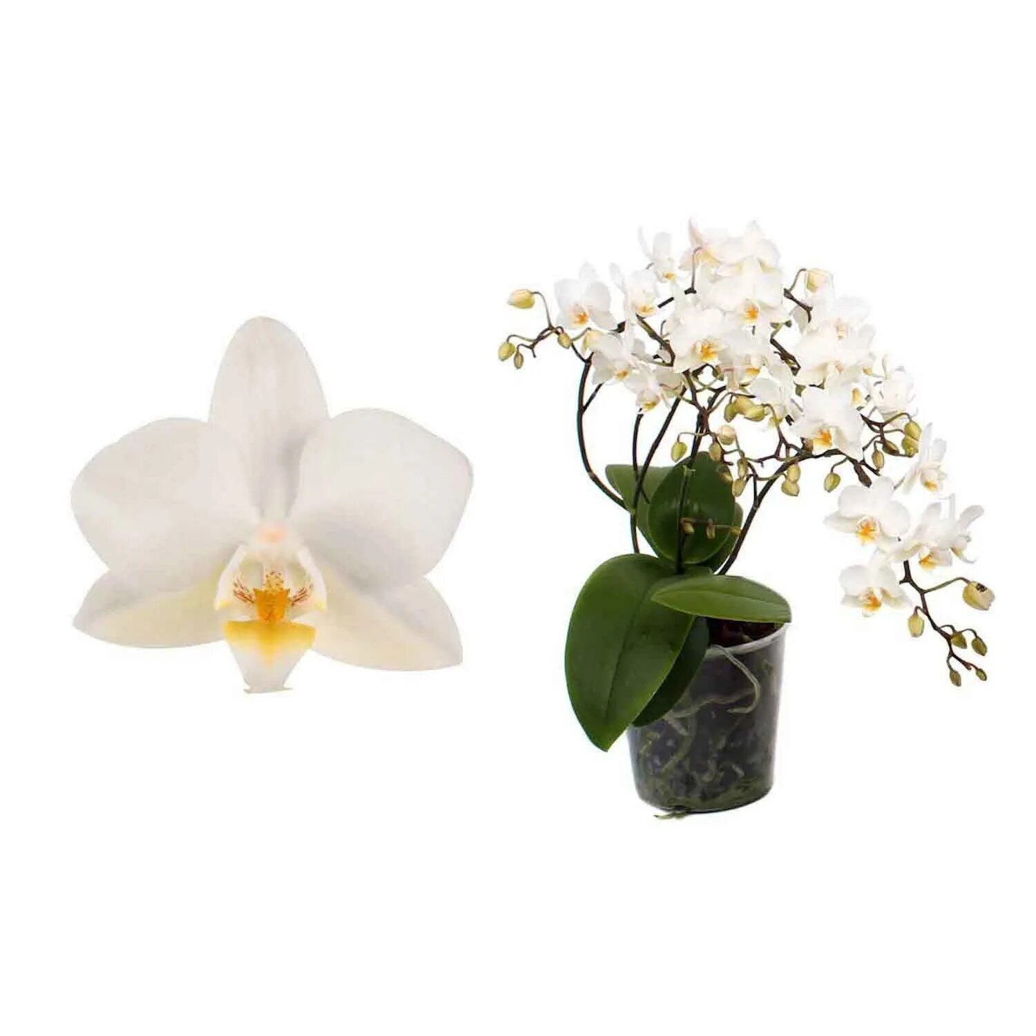 Фаленопсис мультифлора белая. Орхидея фаленопсис мультифлора белая. Фаленопсис mellow. Фаленопсис mellow. Фаленопсис mellow.