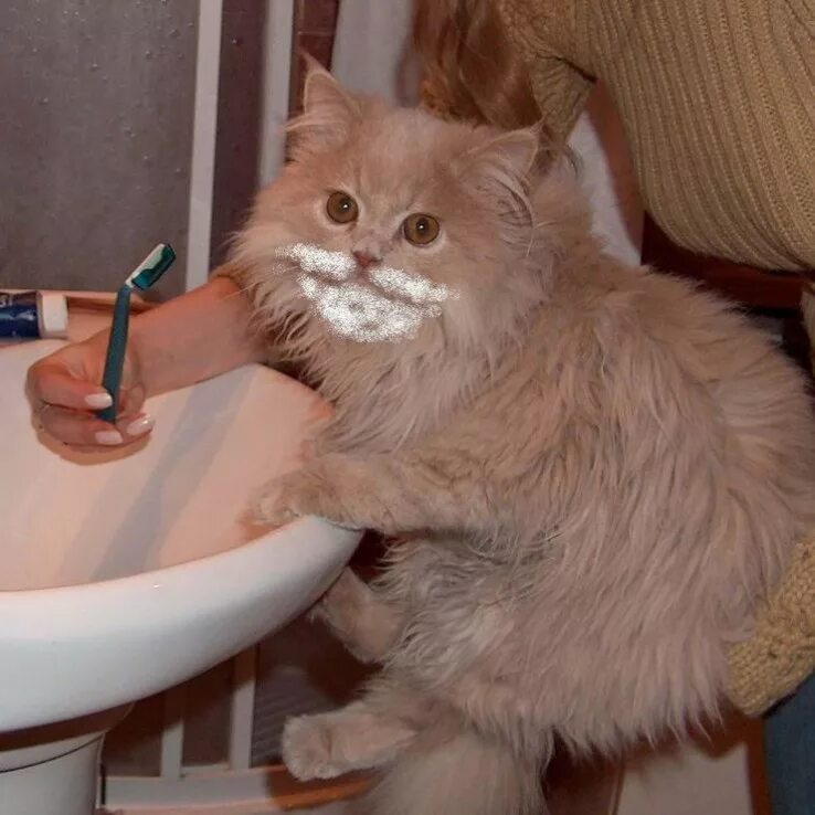 Киска. Бритая киска бритая киска. Лысый мейн кун кот. Бритая прикол. Бритые кис.