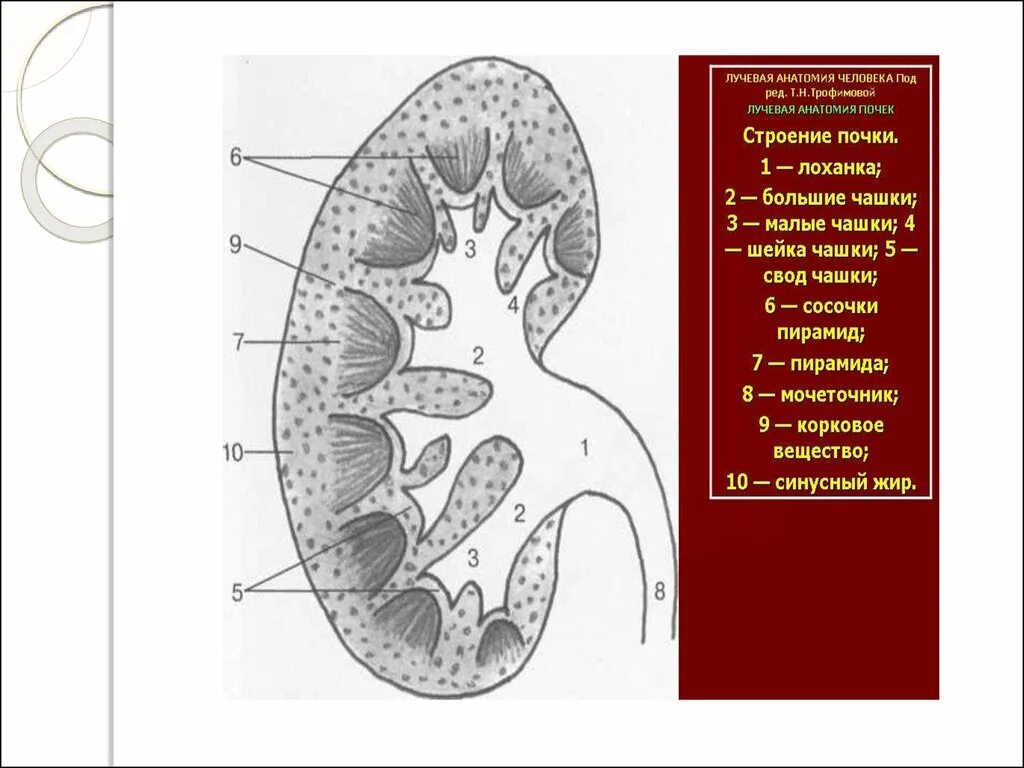 Почечная лоханка рисунок. Почечные чашечки и лоханки. Строение лоханки почки. Строение ЧЛС почки. Строение чашечно лоханочной системы почек.