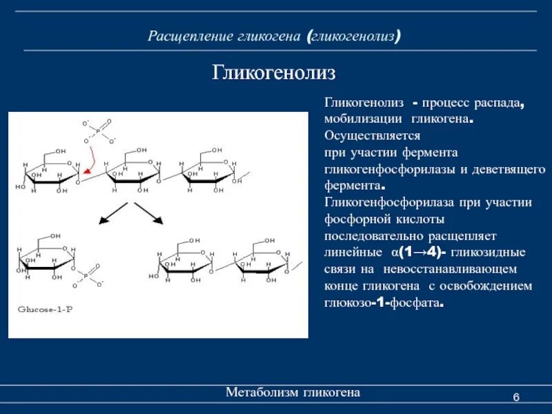 Расщепление гликогена в печени. Гликогенолиз (от гликогена до пировиноградной кислоты). Гликогенолиз этапы. Схема мобилизации гликогена. Ферменты, участвующие в мобилизации гликогена.