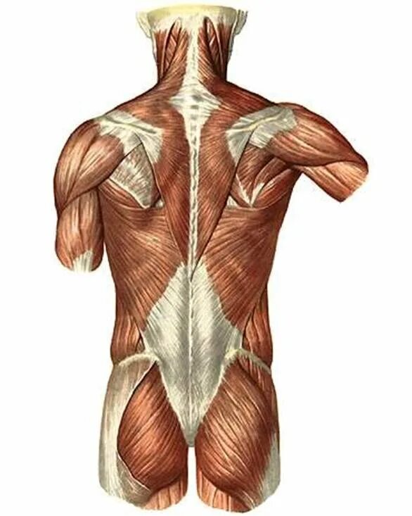 Фасции спины. Мышцы и фасции спины анатомия. Анатомия спины человека мышцы и связки. Фасции мышцы спины человека анатомия.